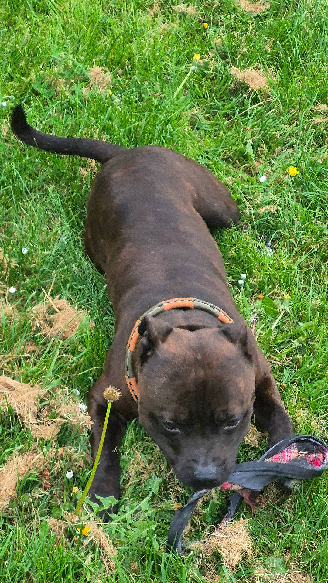 Vulko a rejoint le concours — aidez-le/la à gagner de superbes lots ! animal, brown_dog, canine, chewing, closeup, collar, daylight, dog, field, fur, grass, greenery, nature, outdoor, pet, playful, playtime, recreation, summer, toy