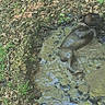 adventure, animal, canine, collar, daylight, dog, earth, forest, ground, laying, leaf, messy, mud, muddy, nature, outdoor, playful, puddle, relaxing, wet