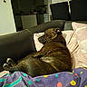 blanket, blanket_pattern, brindle, canine, comfortable, couch, cozy, dog, domestic, furniture, home, indoor, leather, living_room, pet, pillow, quiet, relaxing, resting, sleeping