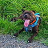 animal, blue_harness, canine, daylight, dog, grass, grass_field, greenery, ground, happy, nature, orange_collar, outdoor, path, pet, playful, resting, smiling, summer, tongue_out