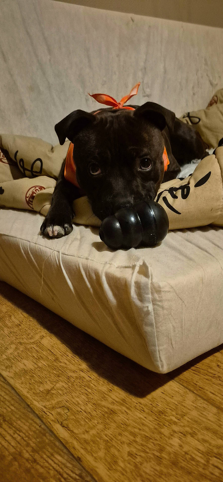Vulko a rejoint le concours — aidez-le/la à gagner de superbes lots ! animal, bandana, black_dog, chewing, close_up, cushion, cute, dog, ears, face, indoor, lying_down, orange_bandana, paw, pet, playful, puppy, toy, wooden_floor, young_dog