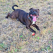Vulko a rejoint le concours — aidez-le/la à gagner de superbes lots ! dog, animal, pet, outdoor, field, grass, tongue_out, collar, playful, ball, brown, black, lying_down, happy, nature, summer, canine, cheerful, daylight, active