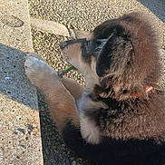 Rex participe au concours pour gagner de l'argent avec cette photo : animal, black_and_tan, chewing, collar, curb, cute, daylight, dog, fur, gravel, laying_down, nature, outdoor, paw, pet, puppy, side_view, stick, sunlight, young_dog