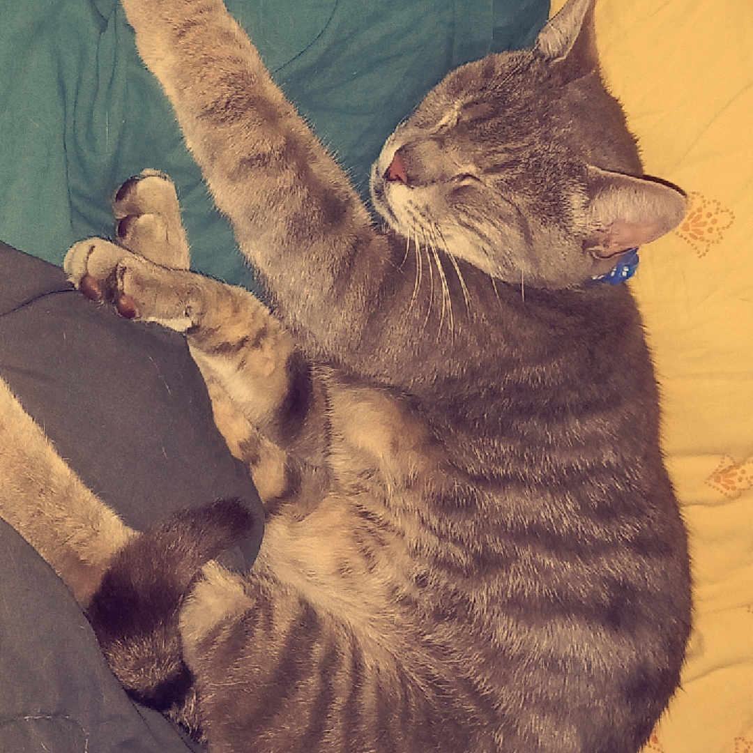 Roméo participe au concours pour gagner de l'argent avec cette photo : animal, bed, blanket, cat, collar, cozy, cute, feline, fur, green, indoor, napping, paw, pet, relaxed, resting, sleeping, striped, tabby, yellow