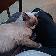 Champagne is registered to the contest to win money with this photo: calm, carpet, cat, clothing, cozy, domestic, ears, fluffy, furniture, indoor, lap, paw, person, pet, relaxing, resting, sleeping, soft, table, whiskers