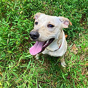 Winnie joined the competition — help win amazing prizes! animal, canine, collar, cute, dog, eyes, friendly, fur, grass, greenery, happy, mammal, nature, outdoor, pet, playful, sitting, summer, tongue, tongue_out