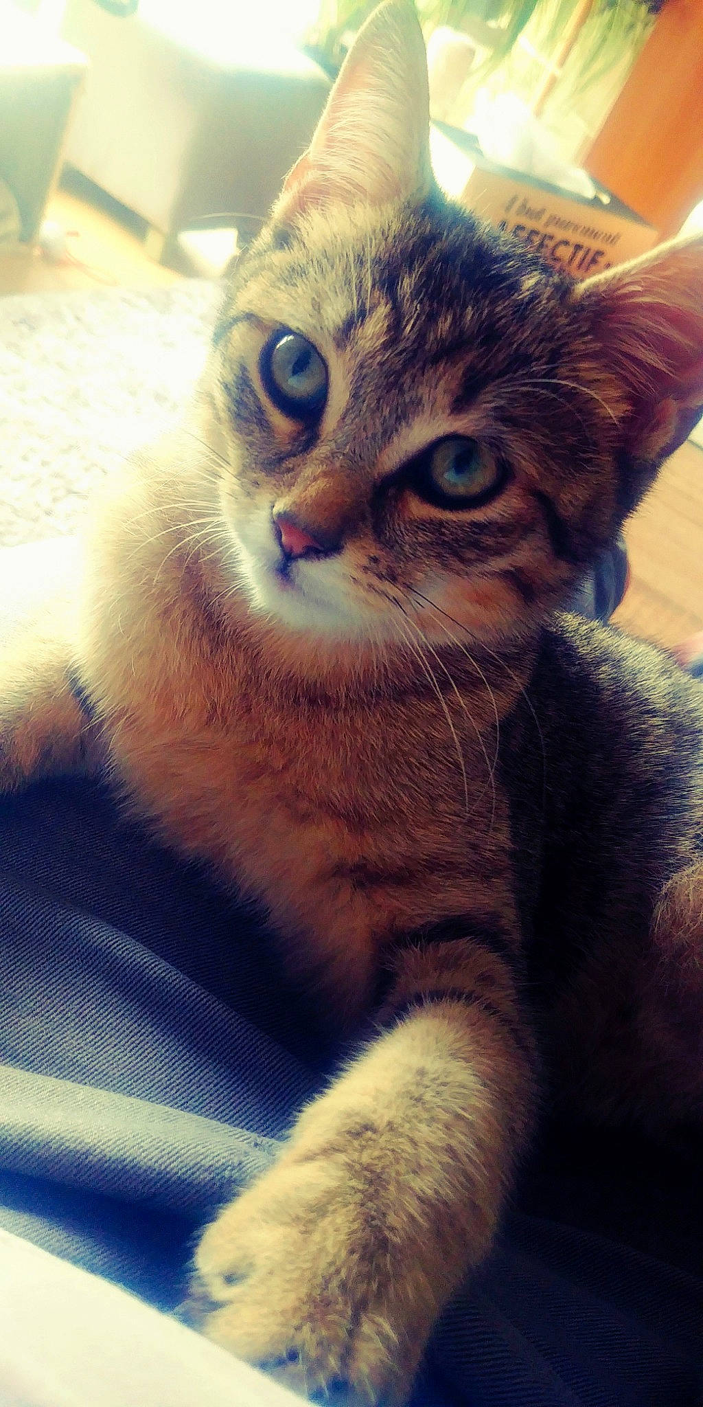 Taïko a rejoint le concours — aidez-le/la à gagner de superbes lots ! aegean_cat, american_shorthair, american_wirehair, asian, australian_mist, carnivore, cat, close_up, domestic_short_haired_cat, european_shorthair, eye, felidae, fur, kitten, mammal, nose, small_to_medium_sized_cats, snout, tabby_cat, whiskers