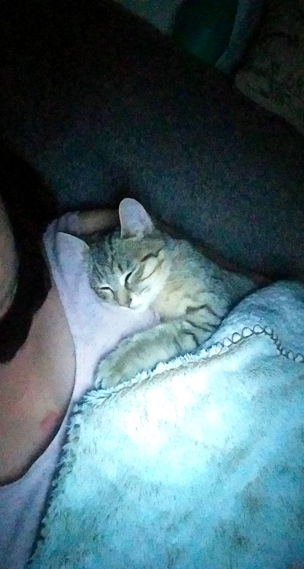 Taïko a rejoint le concours — aidez-le/la à gagner de superbes lots ! aegean_cat, american_shorthair, asian, burmilla, carnivore, cat, chausie, domestic_short_haired_cat, dragon_li, egyptian_mau, european_shorthair, felidae, kitten, nap, ocicat, singapura, sleep, small_to_medium_sized_cats, tabby_cat, whiskers