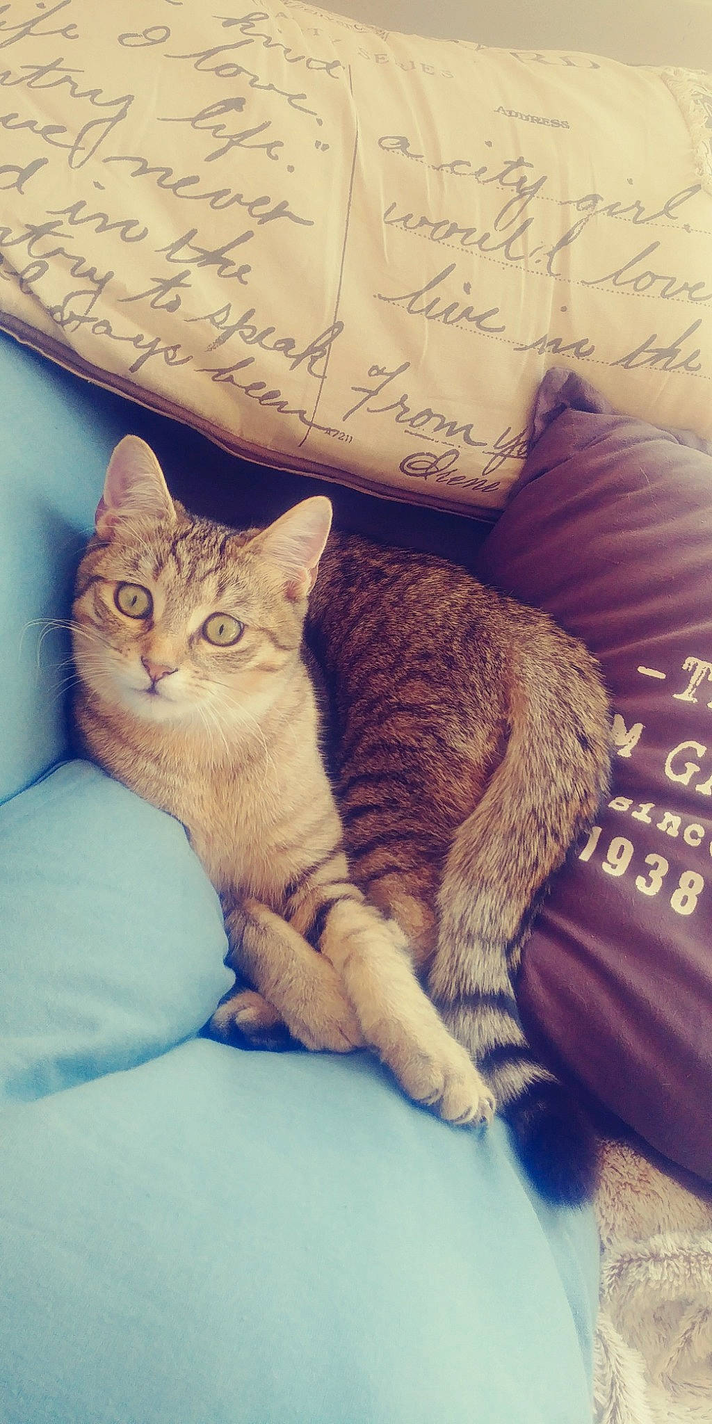 Taïko participe au concours pour gagner de l'argent avec cette photo : aegean_cat, american_shorthair, american_wirehair, asian, australian_mist, california_spangled, carnivore, cat, domestic_short_haired_cat, dragon_li, egyptian_mau, european_shorthair, felidae, fur, german_rex, kitten, pixie_bob, small_to_medium_sized_cats, tabby_cat, whiskers