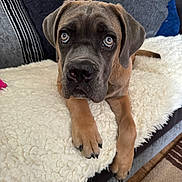 Bella is registered to the contest to win money with this photo: animal, black, blanket, brown, canine, couch, cozy, cute, dog, eyes, face, fur, home, indoor, looking, paw, pet, puppy, resting, soft