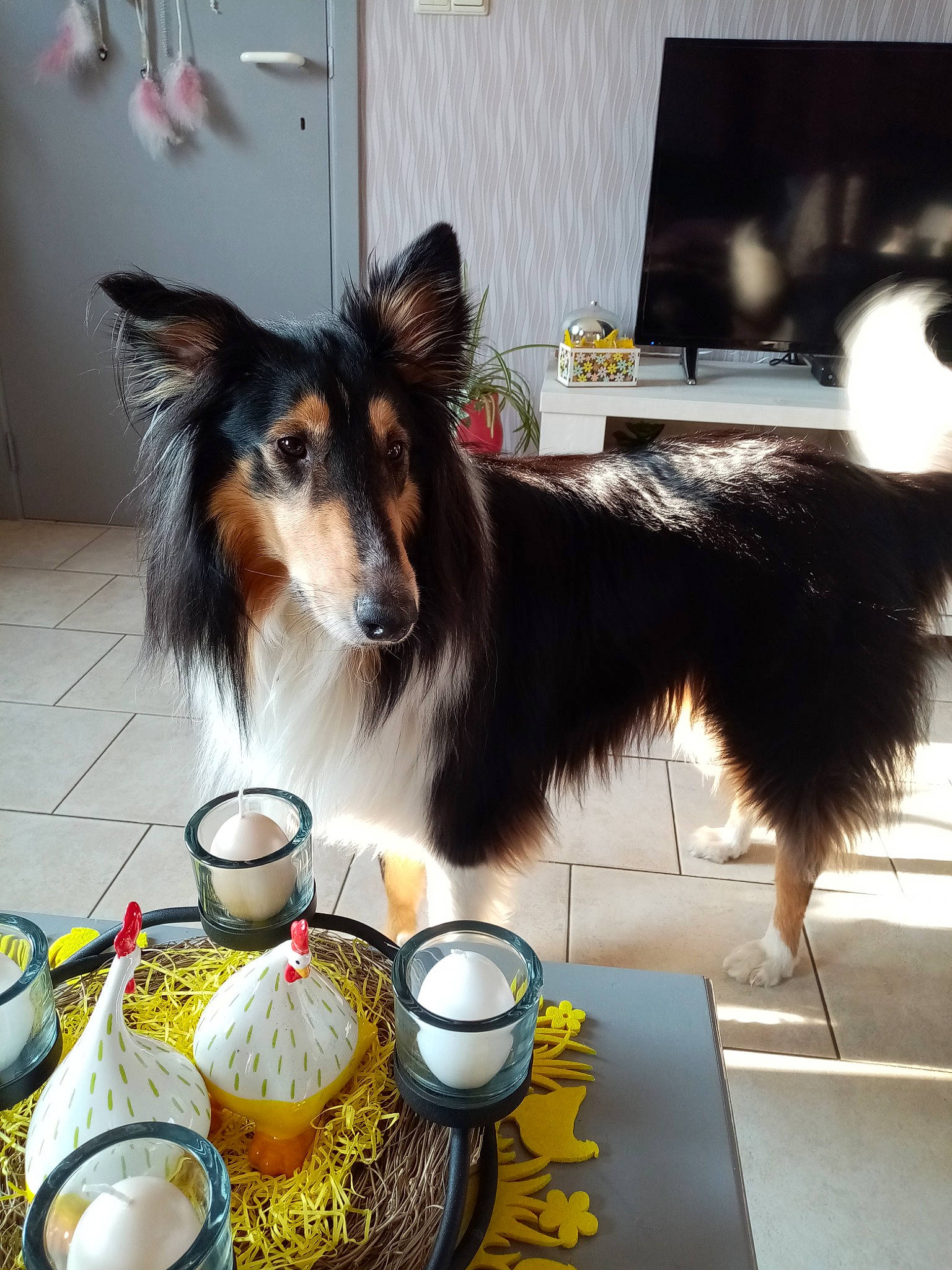 Filou a rejoint le concours — aidez-le/la à gagner de superbes lots ! bowl, carnivore, coffee_cup, companion_dog, cup, dishware, dog, dog_breed, dog_supply, food, herding_dog, ingredient, pet_food, pet_supply, recipe, serveware, spoon, tableware, tea, teacup