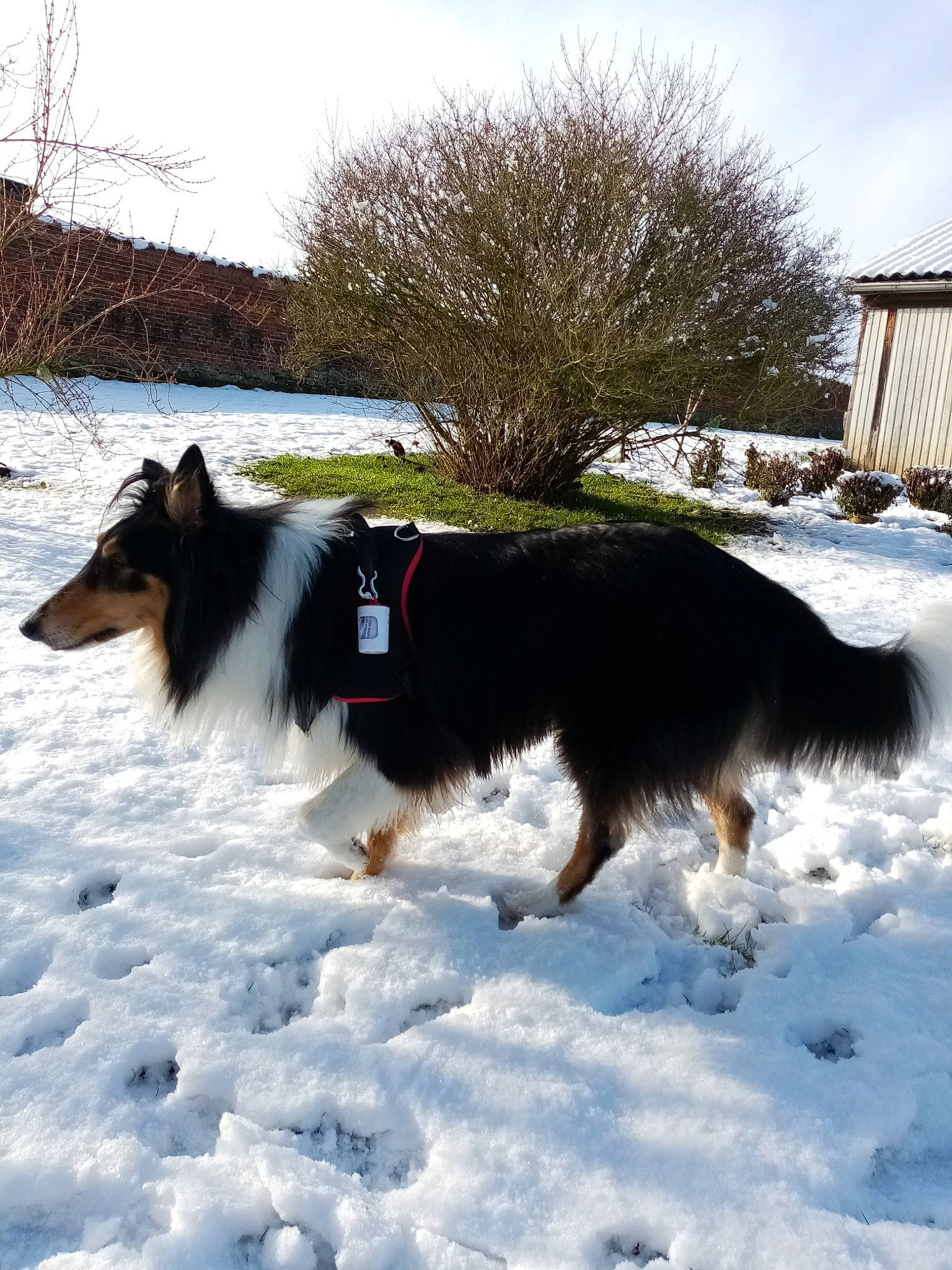 Filou a rejoint le concours — aidez-le/la à gagner de superbes lots ! canidae, carnivore, cloud, collar, companion_dog, dog, dog_breed, freezing, fur, herding_dog, plant, sky, slope, snout, snow, sporting_group, tail, tree, winter, working_animal