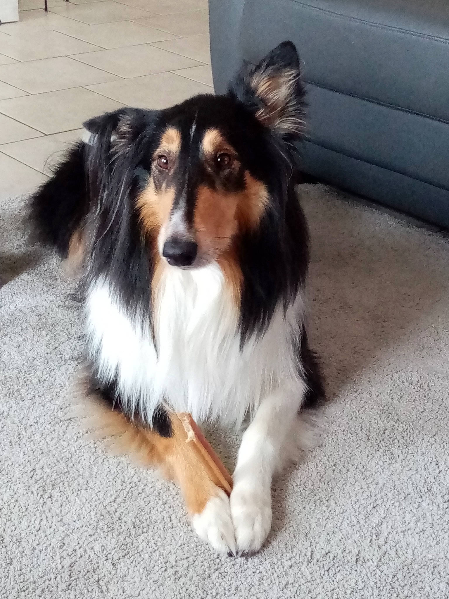 Filou a rejoint le concours — aidez-le/la à gagner de superbes lots ! canidae, carnivore, collie, companion_dog, dog, dog_breed, foot, fur, herding_dog, rough_collie, scotch_collie, shetland_sheepdog, snout, sporting_group, terrestrial_animal, whiskers, working_animal, working_dog