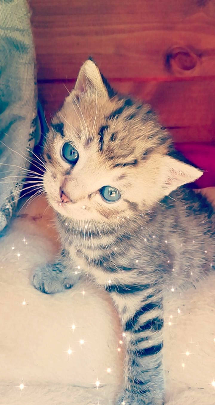 Zazou participe au concours pour gagner de l'argent avec cette photo : aegean_cat, american_curl, american_shorthair, american_wirehair, carnivore, cat, domestic_short_haired_cat, european_shorthair, felidae, fur, kitten, munchkin, nose, ojos_azules, paw, siberian, small_to_medium_sized_cats, snout, tabby_cat, whiskers