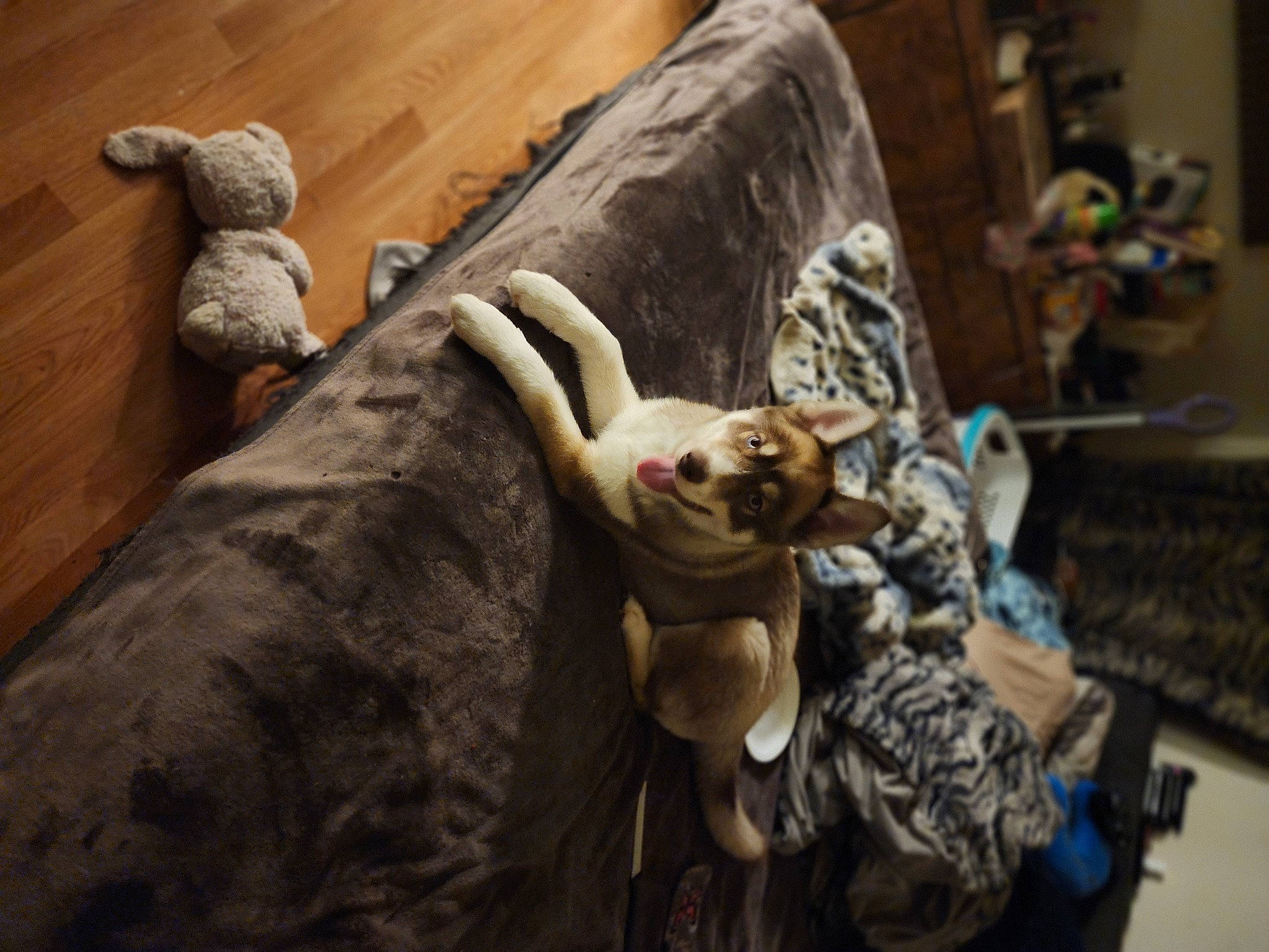 Yogi Bear joined the competition — help win amazing prizes! art, artifact, canidae, carving, fawn, felidae, fiction, fictional_character, flesh, flooring, fur, metal, room, sculpture, small_to_medium_sized_cats, sporting_group, toy, visual_arts, whiskers, wood