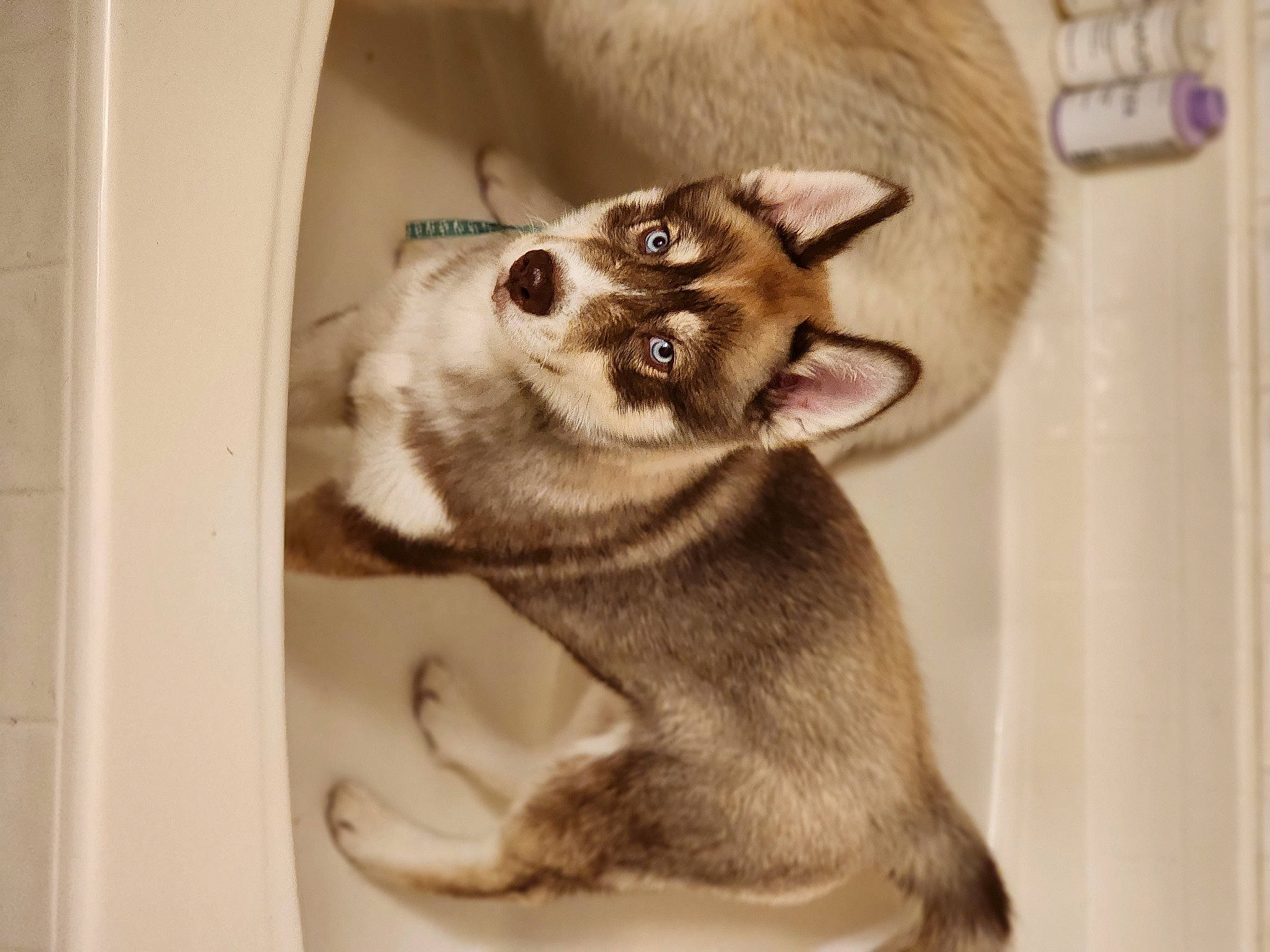 Yogi Bear joined the competition — help win amazing prizes! carnivore, cat, domestic_short_haired_cat, fang, felidae, fur, paw, pet_supply, photo_caption, small_to_medium_sized_cats, snout, tail, terrestrial_animal, thai, tonkinese, whiskers, wildlife