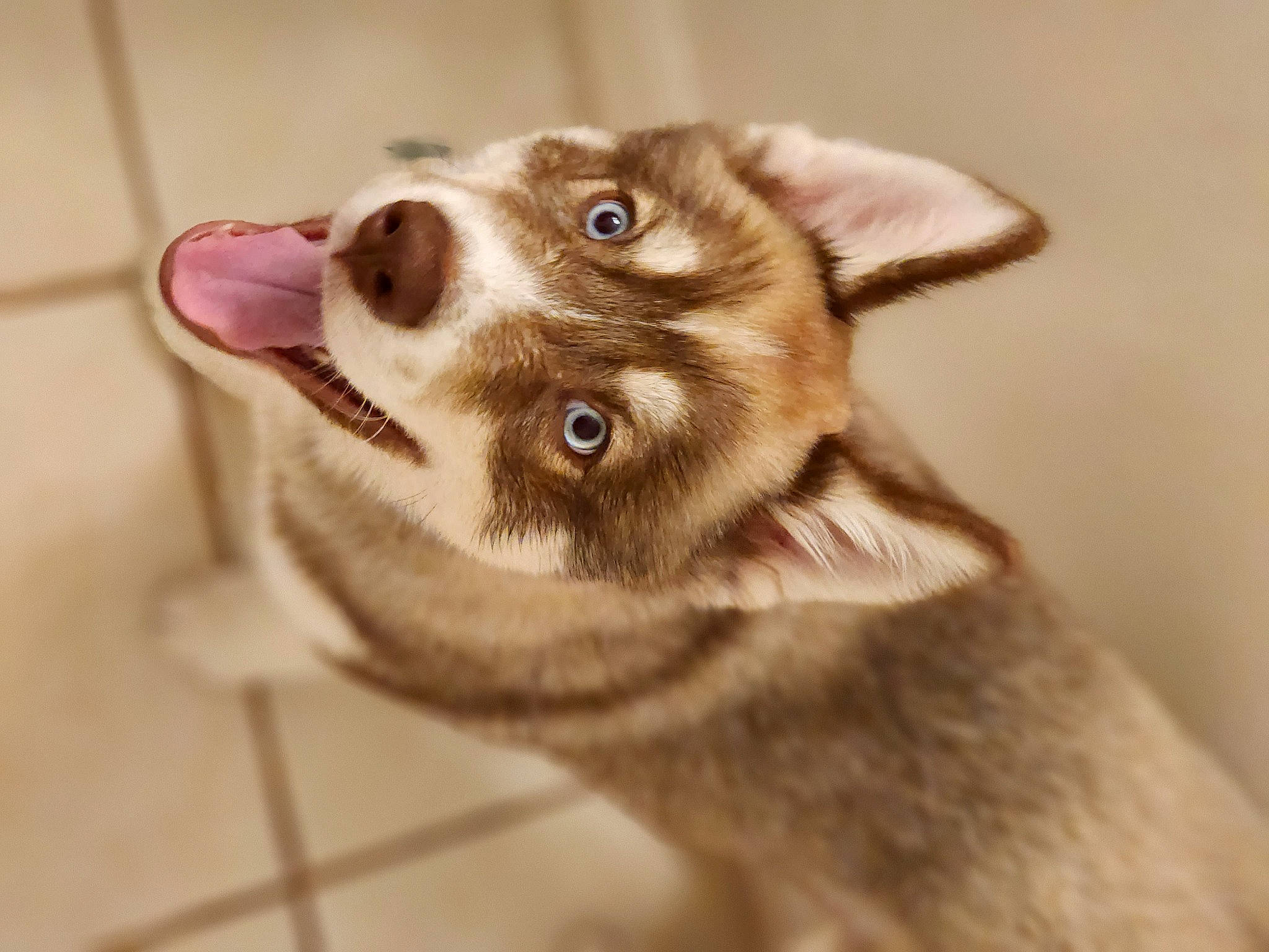 Yogi Bear joined the competition — help win amazing prizes! canidae, carnivore, collar, companion_dog, dog, dog_breed, ear, eye, eyelash, fang, fawn, jaw, liver, paw, siberian_husky, small_to_medium_sized_cats, snout, sporting_group, whiskers, working_animal