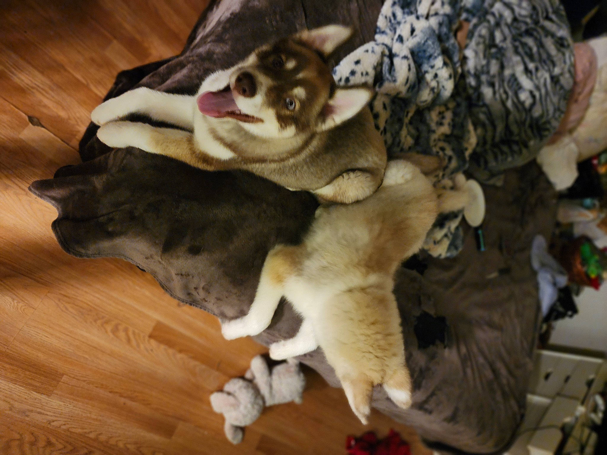 Yogi Bear joined the competition — help win amazing prizes! carnivore, companion_dog, dog, dog_breed, falconiformes, fawn, felidae, flooring, fur, hardwood, owl, paw, small_to_medium_sized_cats, snout, sporting_group, tail, whiskers, wood, wood_flooring, working_animal