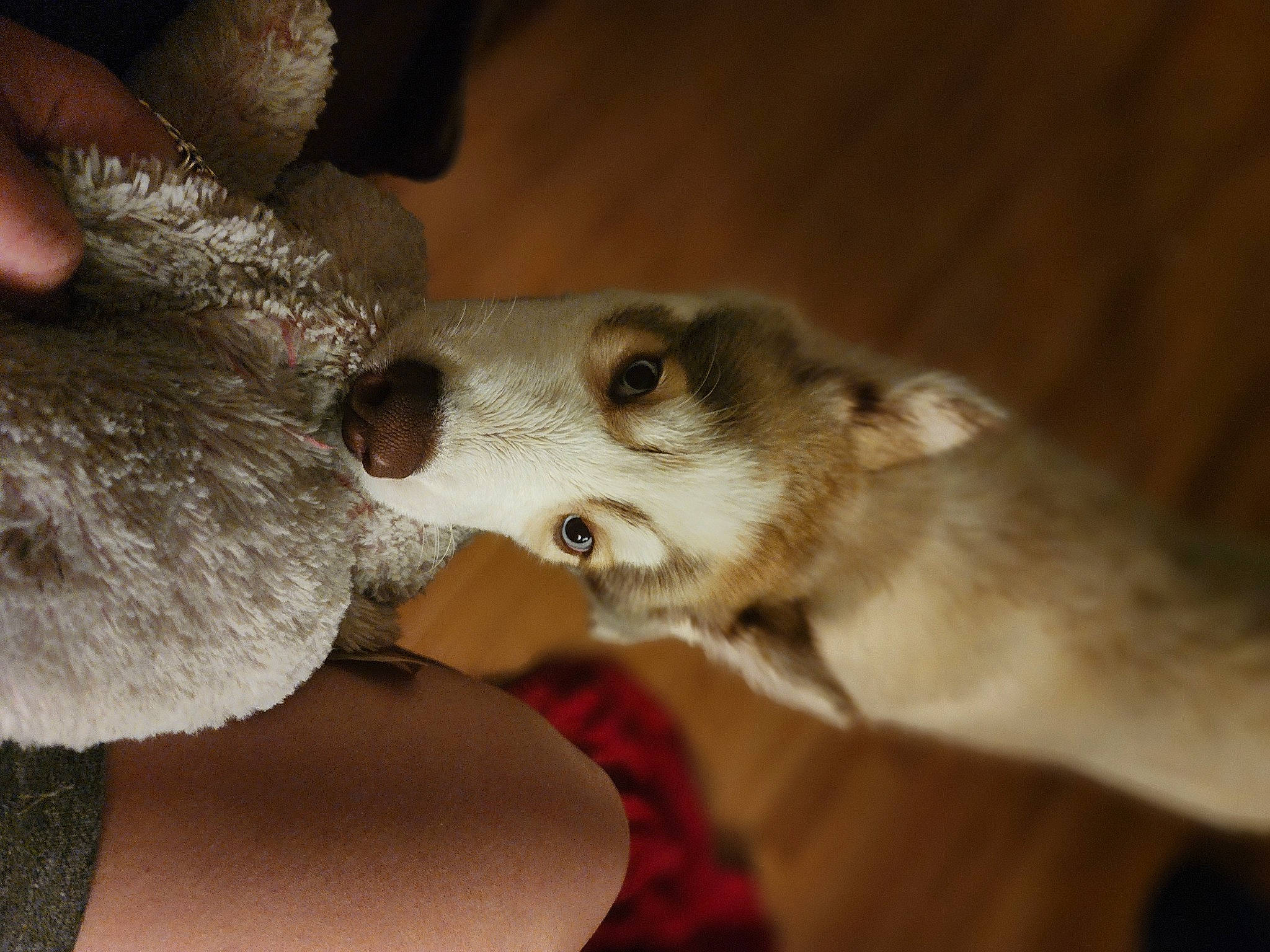 Yoshi is registered to the contest to win money with this photo: barn_owl, canidae, carnivore, companion_dog, dog, dog_breed, ear, fawn, felidae, fur, paw, small_to_medium_sized_cats, snout, sporting_group, tail, whiskers, wildlife, wood