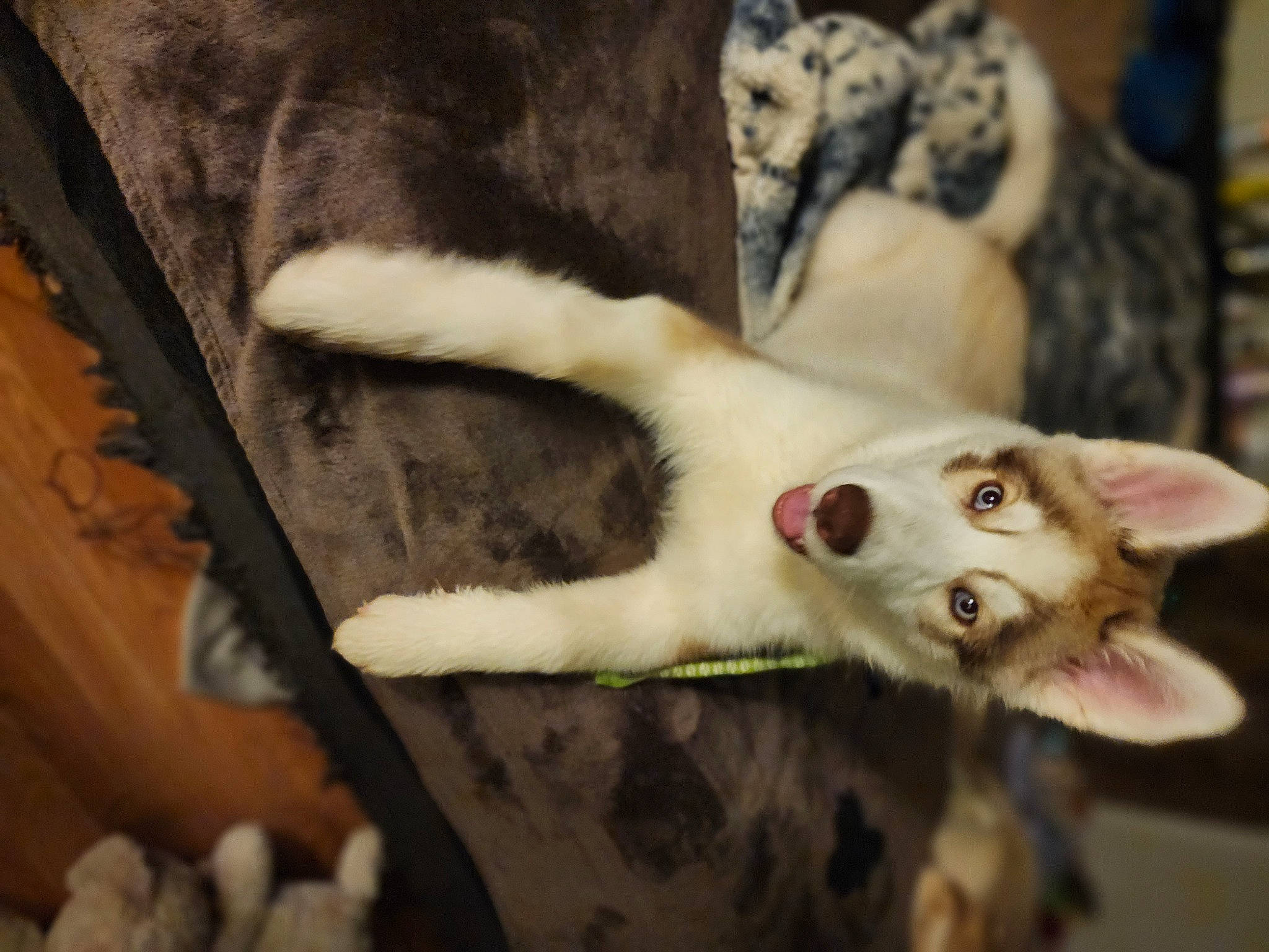 Yoshi is registered to the contest to win money with this photo: canidae, carnivore, cat, claw, close_up, comfort, dog_breed, domestic_short_haired_cat, eye, fang, fawn, felidae, fur, paw, small_to_medium_sized_cats, snout, tail, terrestrial_animal, whiskers, wood