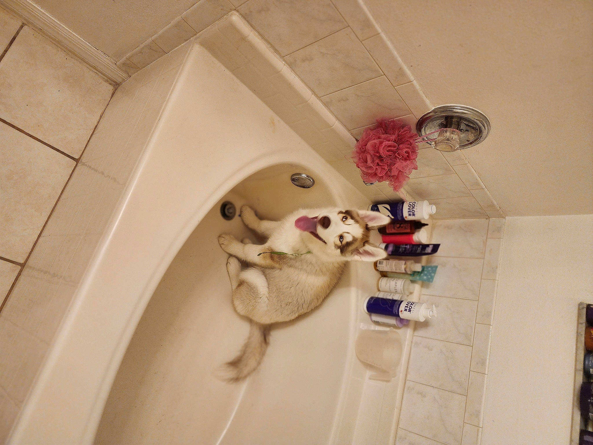 Yoshi joined the competition — help win amazing prizes! art, building, ceiling, circle, floor, flooring, hardwood, house, interior_design, material_property, molding, paper, plaster, room, shelf, shelving, stairs, tile, wall, wood