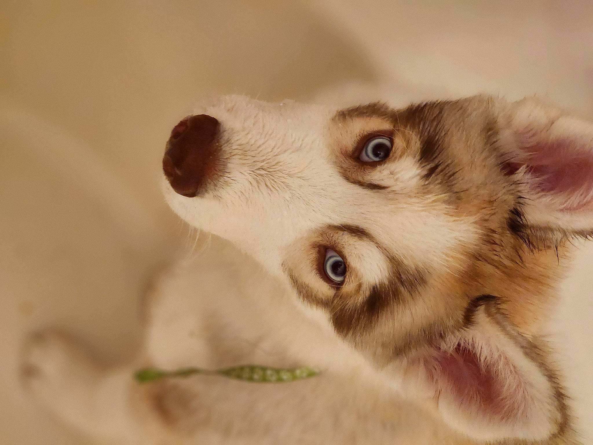 Yoshi joined the competition — help win amazing prizes! canidae, carnivore, claw, companion_dog, dog, dog_breed, ear, eyelash, fawn, felidae, fur, macro_photography, paw, small_to_medium_sized_cats, snout, sporting_group, terrestrial_animal, whiskers, wildlife