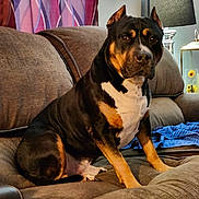 Escobar is registered to the contest to win money with this photo: black_dog, brown_couch, canine, comfort, companion, couch, curtain, dog, domestic_animal, furniture, home_interior, household, indoor, lamp, living_room, orange_markings, pet, relaxed, seated, white_chest