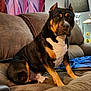black_dog, brown_couch, canine, comfort, companion, couch, curtain, dog, domestic_animal, furniture, home_interior, household, indoor, lamp, living_room, orange_markings, pet, relaxed, seated, white_chest