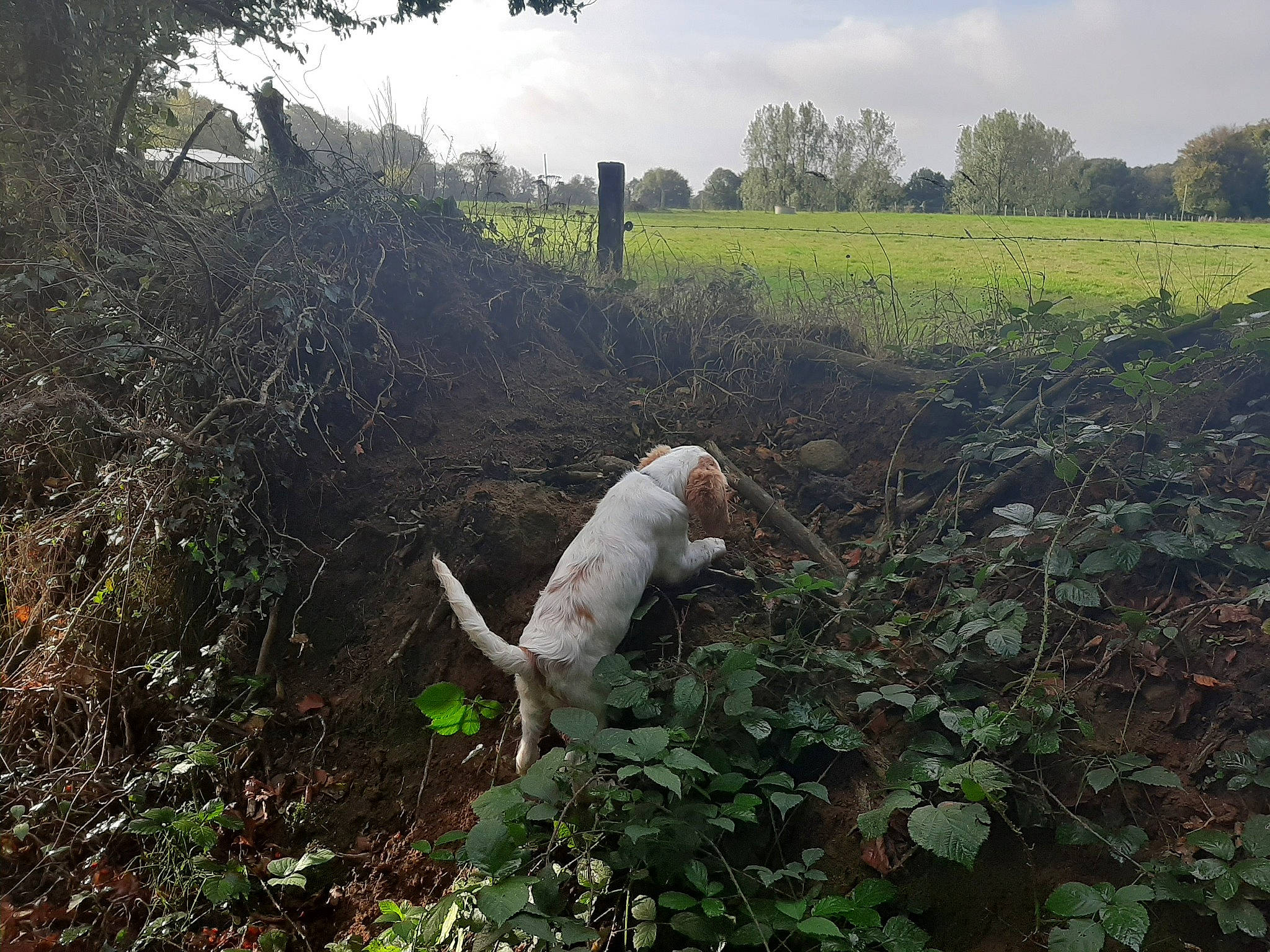 Pilou a rejoint le concours — aidez-le/la à gagner de superbes lots ! adaptation, canidae, carnivore, dog, fawn, hunting_dog, pointer, sporting_group