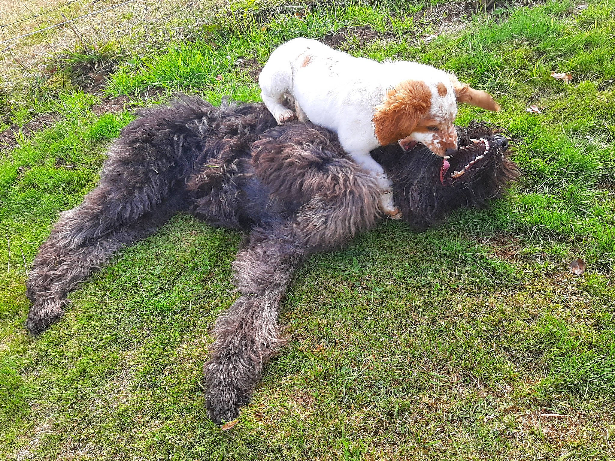 Pilou a rejoint le concours — aidez-le/la à gagner de superbes lots ! canidae, carnivore, dog, dog_breed, hunting_dog, labradoodle, mammal, spinone_italiano, sporting_group, tail, vertebrate