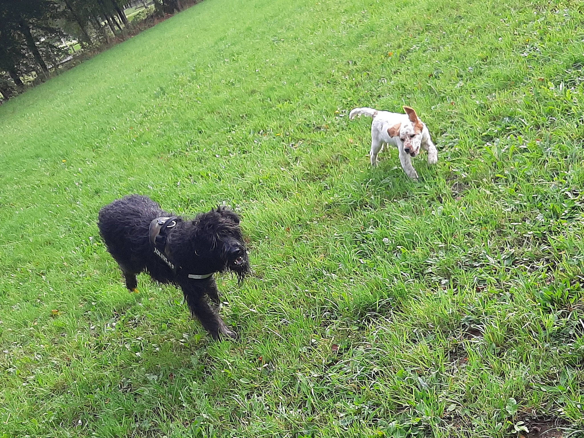 Pilou a rejoint le concours — aidez-le/la à gagner de superbes lots ! canidae, carnivore, cockapoo, dog, dog_breed, grass, grass_family, grazing, green, lagotto_romagnolo, lawn, meadow, pasture, patterdale_terrier, plant, portuguese_water_dog, sporting_group