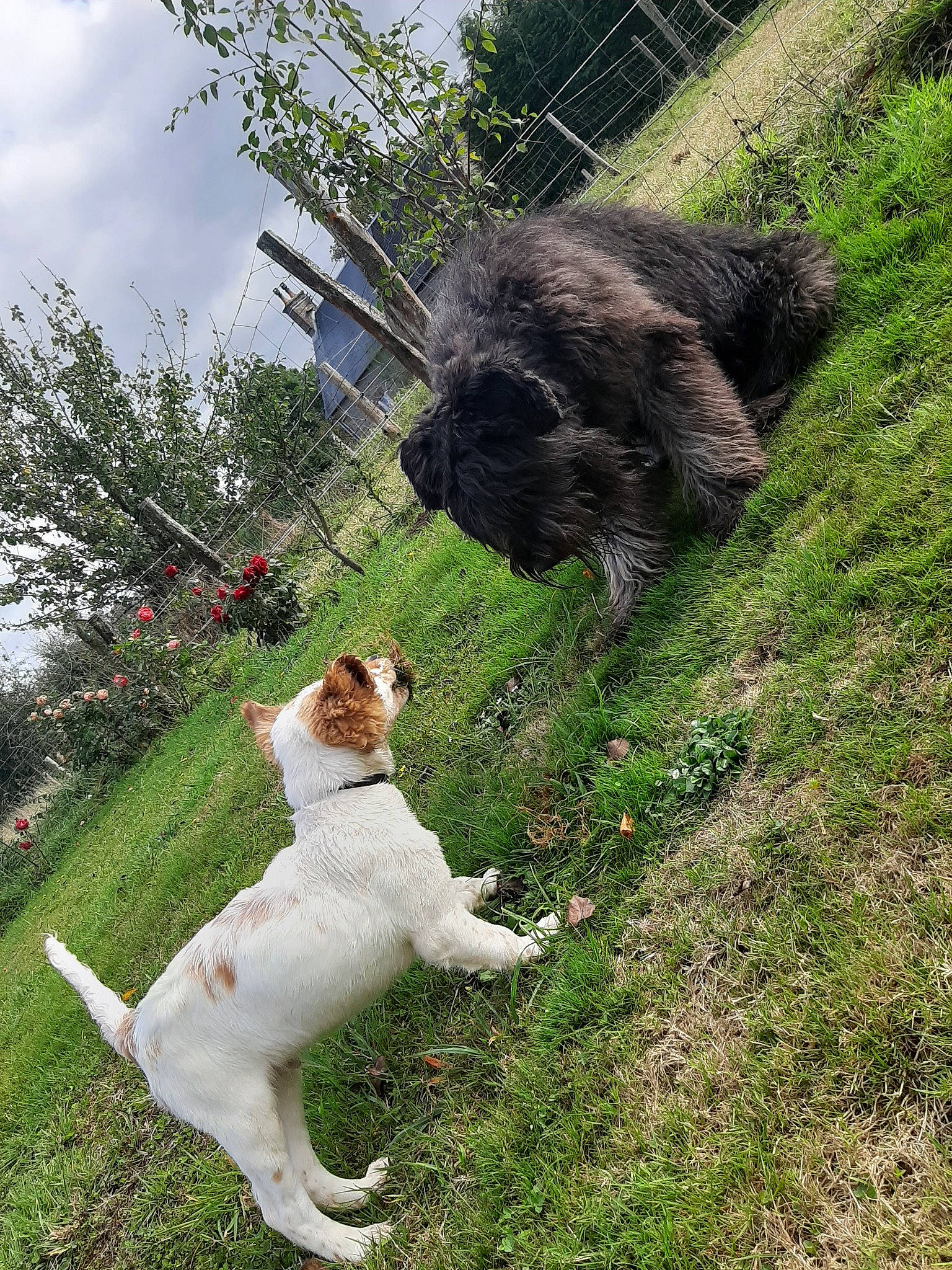 Pilou participe au concours pour gagner de l'argent avec cette photo : akita, canidae, carnivore, companion_dog, dog, dog_breed, dog_walking, english_springer_spaniel, fox_terrier, grass, lagotto_romagnolo, mammal, sporting_group, tail