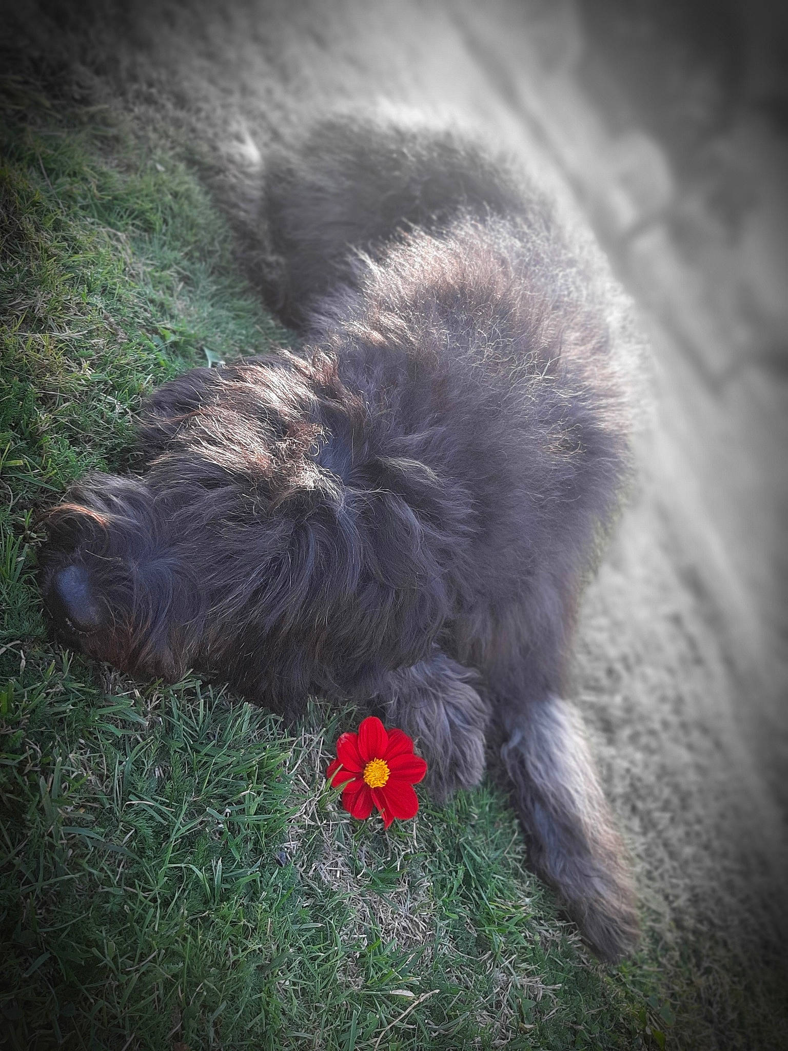 Nargotte a rejoint le concours — aidez-le/la à gagner de superbes lots ! canidae, carnivore, dog, dog_breed, flower, fur, irish_wolfhound, nebelung, plant, schnoodle, tail, terrier