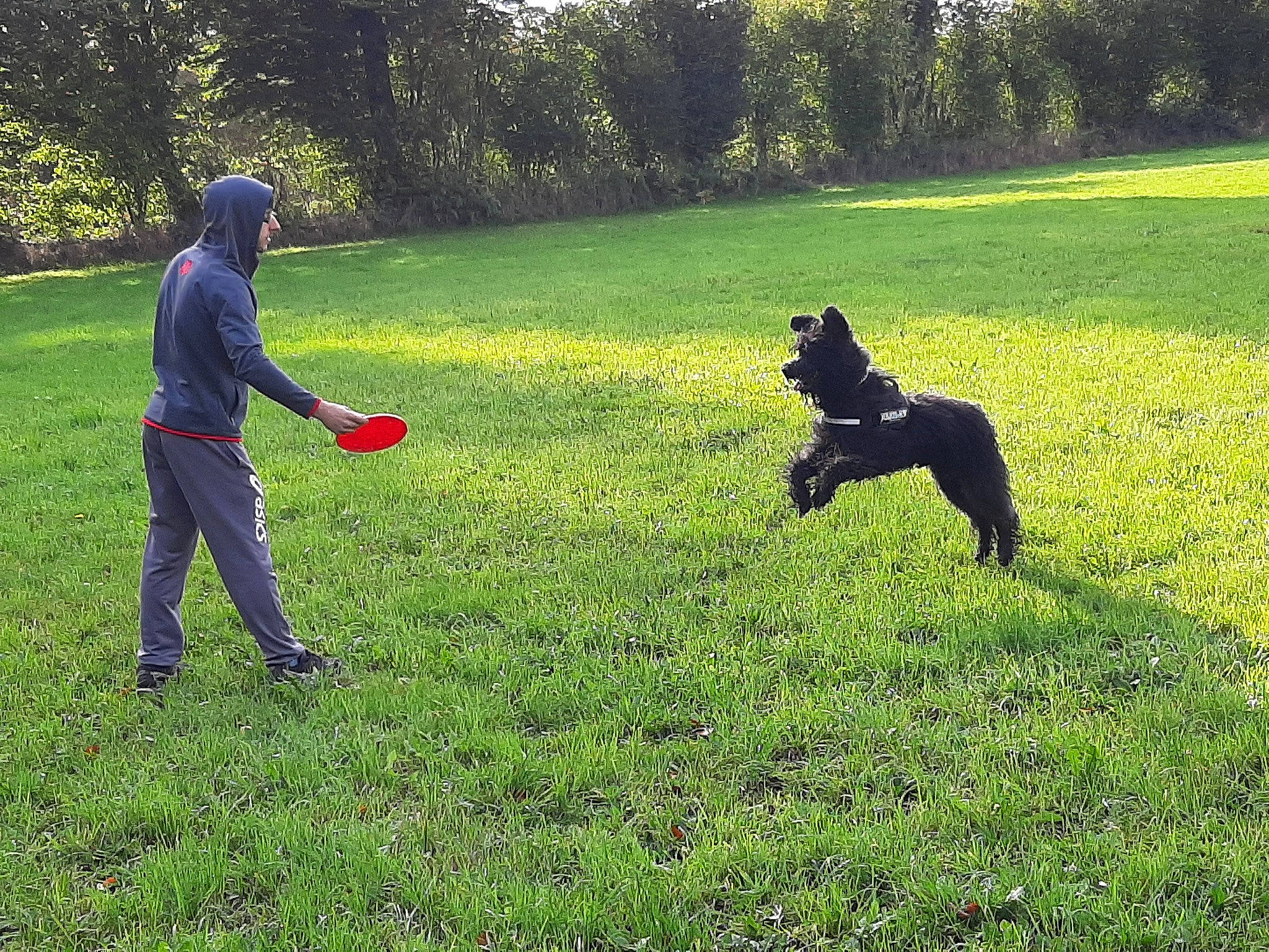 Nargotte a rejoint le concours — aidez-le/la à gagner de superbes lots ! canidae, carnivore, dog, dog_breed, dog_sports, dog_walking, field_trial, grass, guard_dog, hunting_dog, lawn, meadow, obedience_training, pasture, patterdale_terrier, play, sporting_group, working_dog
