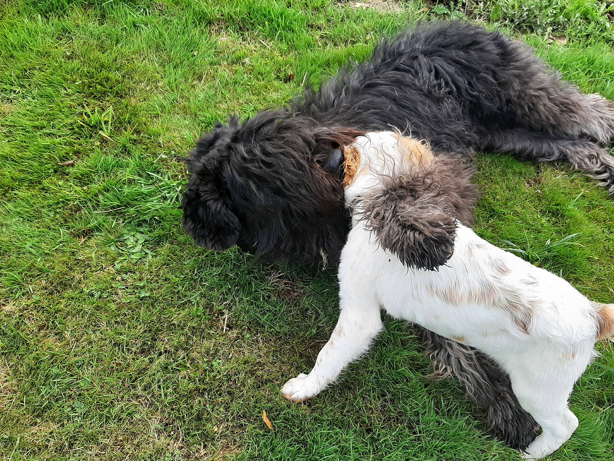 Nargotte participe au concours pour gagner de l'argent avec cette photo : barbet, canidae, carnivore, cockapoo, companion_dog, dog, dog_breed, hunting_dog, labradoodle, lagotto_romagnolo, mammal, portuguese_water_dog, rare_breed_dog, spaniel, spanish_water_dog, spinone_italiano, sporting_group, tail, vertebrate, wetterhoun