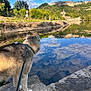 dog, leash, river, reflection, clouds, sky, stone, person, walking, greenery, trees, hill, fortress, water, outdoor, nature, landscape, sunlight, calm, scenic