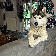 Usko participe au concours pour gagner de l'argent avec cette photo : christmas_tree, collar, cords, couch, curtains, decorations, dog, floor, furniture, greenery_outside, husky, indoor, lion, living_room, pet, portrait, radiator, relaxed, window, wooden_table