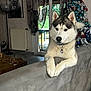 husky, dog, pet, couch, living_room, christmas_tree, decorations, portrait, lion, window, curtains, indoor, floor, radiator, wooden_table, cords, greenery_outside, relaxed, furniture, collar