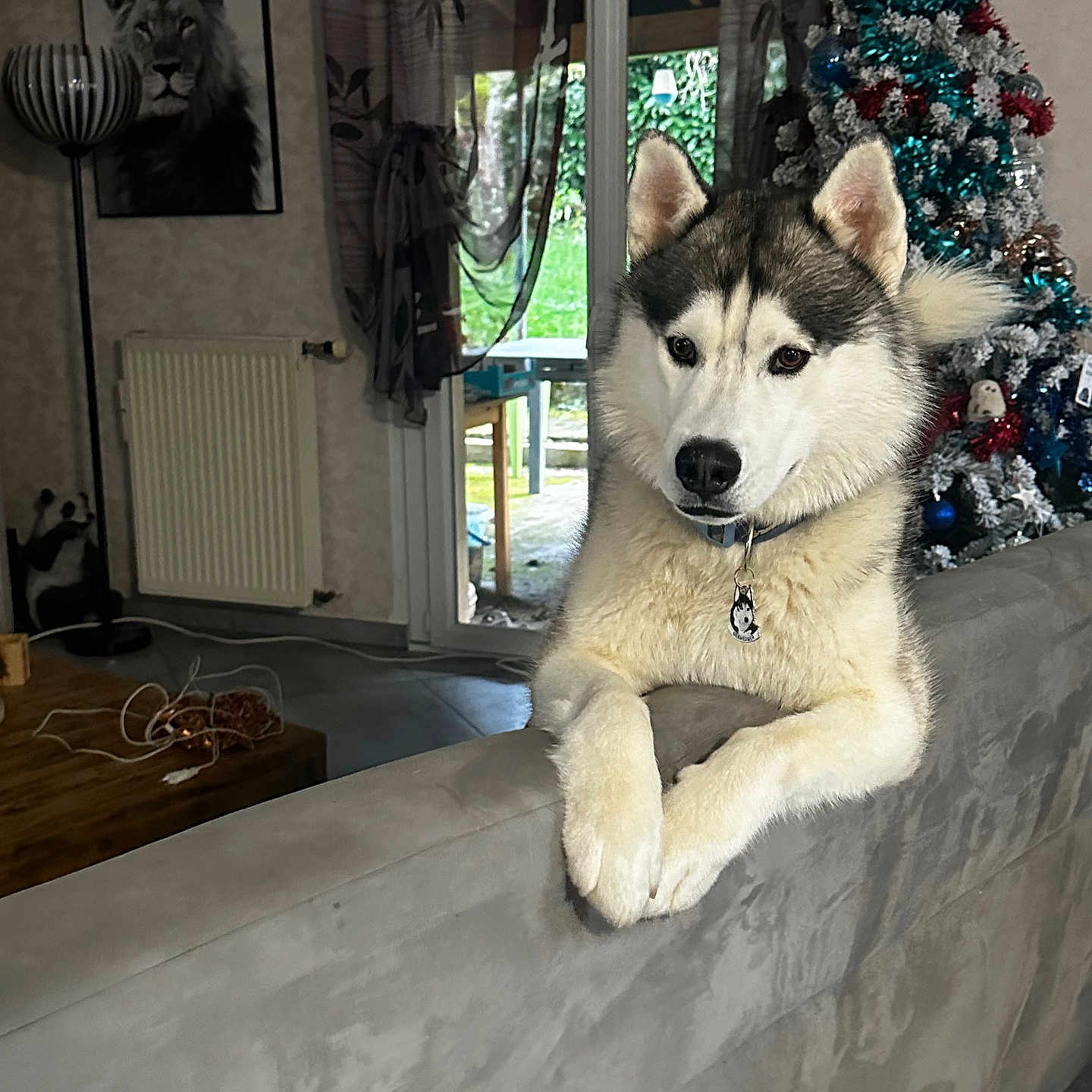 Usko participe au concours pour gagner de l'argent avec cette photo : christmas_tree, collar, cords, couch, curtains, decorations, dog, floor, furniture, greenery_outside, husky, indoor, lion, living_room, pet, portrait, radiator, relaxed, window, wooden_table