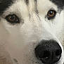 dog, husky, close_up, face, brown_eyes, black_nose, white_fur, black_fur, pet, animal, canine, fur_texture, snout, whiskers, portrait, looking, domestic_animal, mammal, friendly, indoors