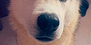 Usko participe au concours pour gagner de l'argent avec cette photo : animal, canine, close_up, curious, dog, domestic_animal, ears, eyes, face, fur, husky, indoor, looking, mammal, nose, paws, pet, portrait, standing, whiskers