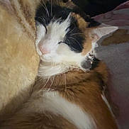 Mia is registered to the contest to win money with this photo: blanket, calico_cat, cat, close_up, collar, cozy, cuddling, fur, indoor, nose, pet, pillow, portrait, relaxed, resting, sleeping, sleeping_cat, soft_texture, warm_tones, whiskers