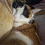 blanket, calico_cat, cat, close_up, collar, cozy, cuddling, fur, indoor, nose, pet, pillow, portrait, relaxed, resting, sleeping, sleeping_cat, soft_texture, warm_tones, whiskers