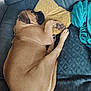 Raya participe au concours pour gagner de l'argent avec cette photo : animal, blanket, brown_dog, canine, comfort, couch, cozy, dog, fur, furniture, home, indoors, nap, paw, pet, pillow, relaxed, resting, sleeping, snout