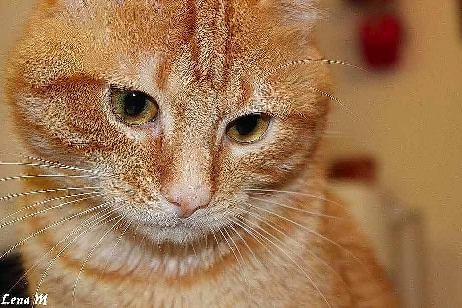 Shaker participe au concours pour gagner de l'argent avec cette photo :