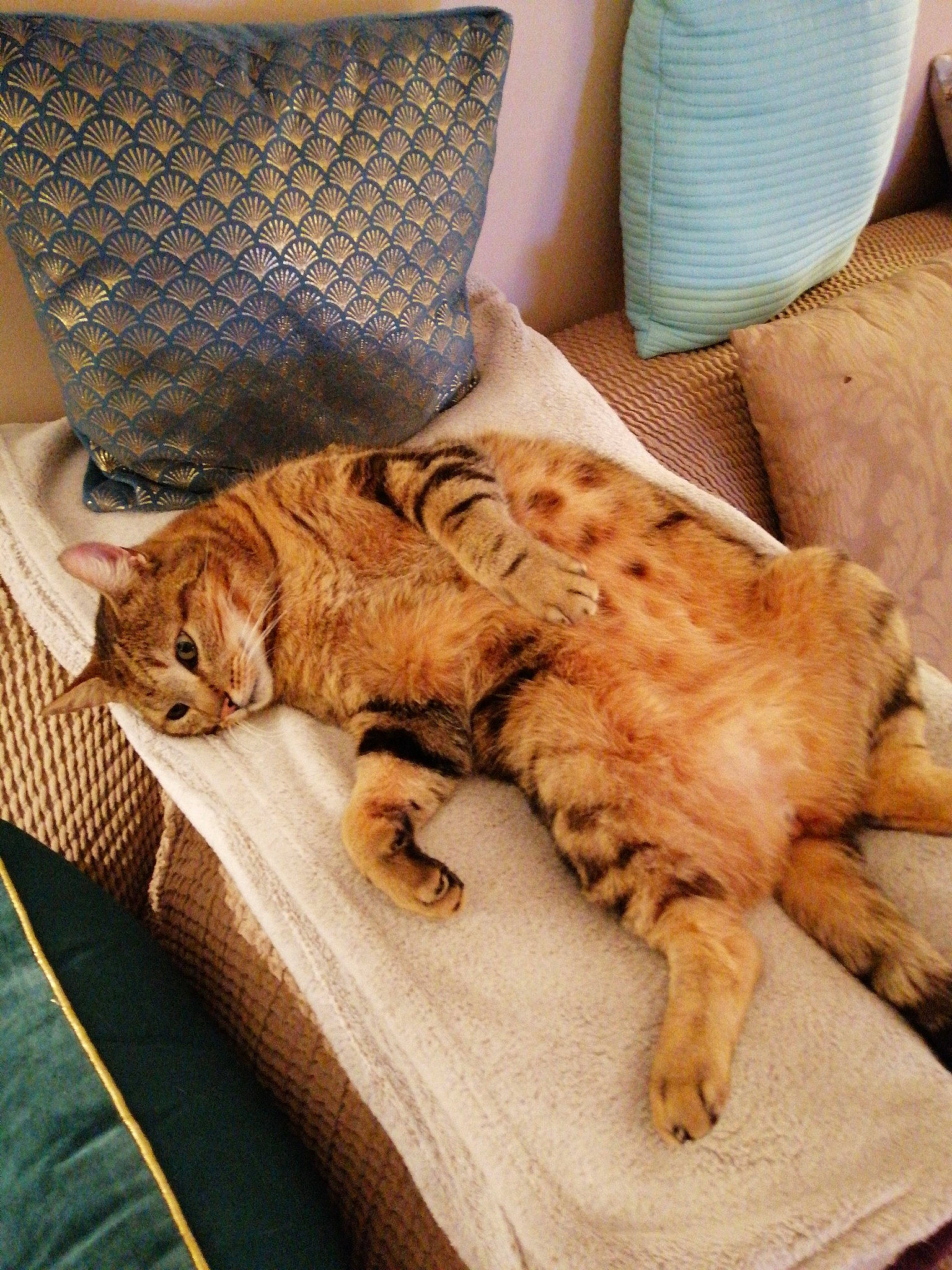 Nounou participe au concours pour gagner de l'argent avec cette photo : american_shorthair, bengal, canidae, carnivore, cat, european_shorthair, fawn, felidae, fur, kitten, nap, ocicat, sleep, small_to_medium_sized_cats, sporting_group, tabby_cat, whiskers