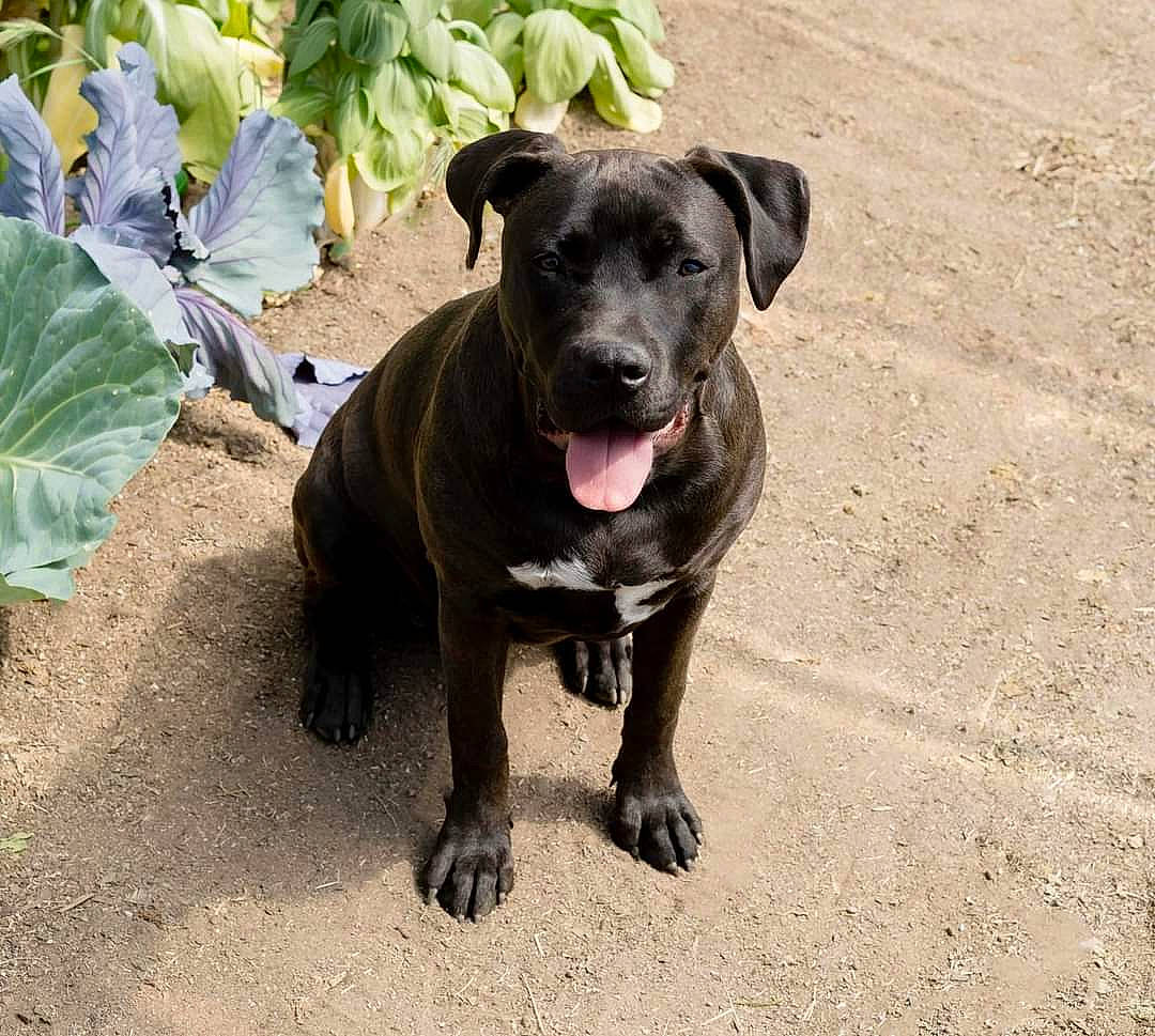 Indy joined the competition — help win amazing prizes! annual_plant, borador, canidae, carnivore, collar, companion_dog, dog, dog_breed, dog_collar, fawn, gun_dog, leaf_vegetable, plant, snout, sporting_group, street_dog, tail, terrestrial_animal, whiskers, working_animal