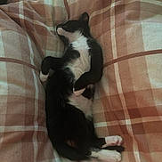 Thor is registered to the contest to win money with this photo: cat, sleeping, black_and_white, feline, pet, cozy, blanket, plaid, resting, cute, animal, indoor, fur, paw, whiskers, relaxed, domestic_cat, soft, bed, nap