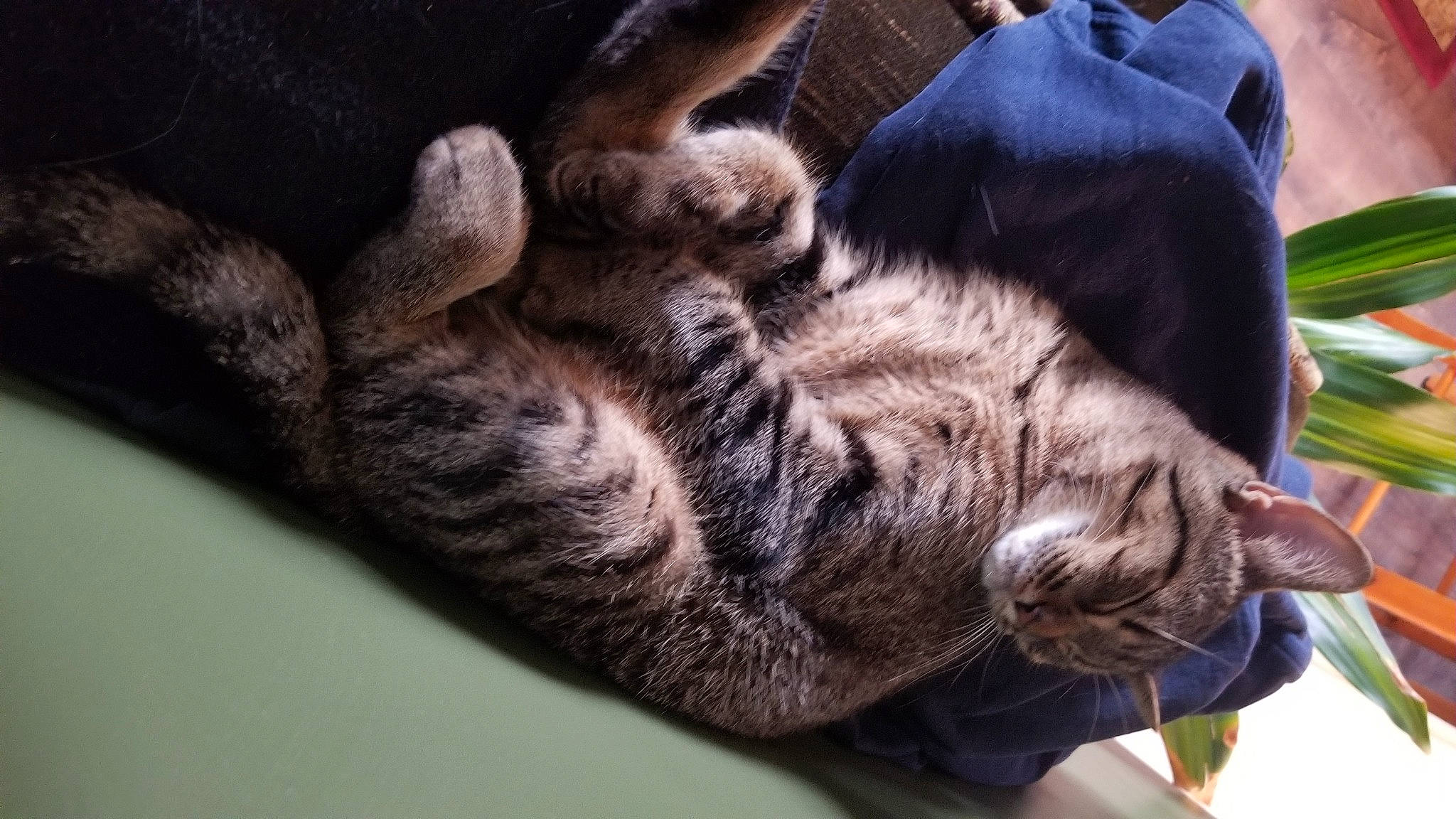 Beans is registered to the contest to win money with this photo: carnivore, cat, claw, comfort, domestic_short_haired_cat, felidae, foot, fur, gesture, grass, human_leg, nap, paw, sleep, small_to_medium_sized_cats, snout, tail, whiskers