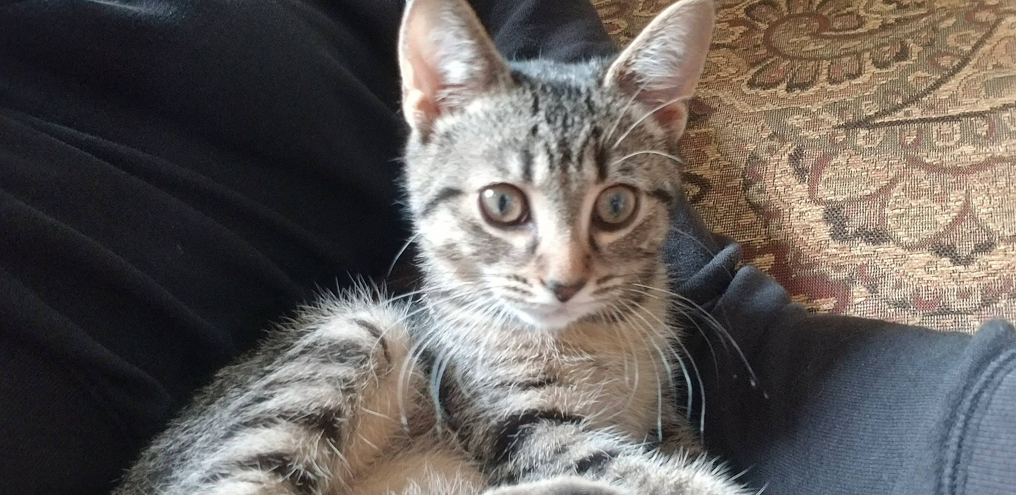 Beans is registered to the contest to win money with this photo: carnivore, cat, claw, close_up, domestic_short_haired_cat, eye, felidae, fur, paw, sitting, small_to_medium_sized_cats, snout, tail, terrestrial_animal, tree, whiskers, wildlife